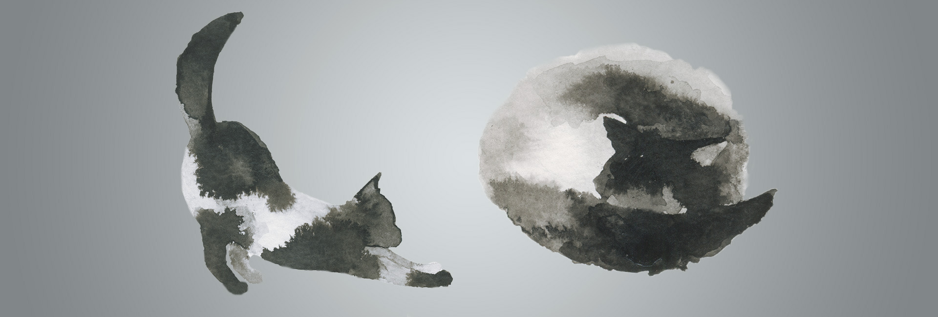 Zeichnung von einer Katze die sich streckt und einer Katze die schält